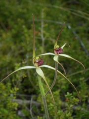 Caladenia fragrantissima