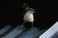 Campylorhynchus chiapensis