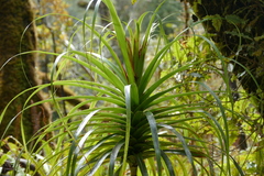Dracophyllum elegantissimum