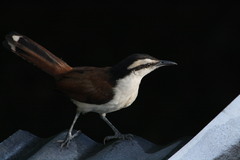 Campylorhynchus chiapensis