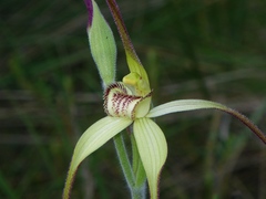 Caladenia fragrantissima