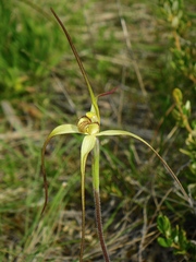 Caladenia fragrantissima