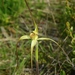 Scented Spider Orchid - Photo (c) johneichler, some rights reserved (CC BY-NC), uploaded by johneichler