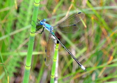 Lestes eurinus