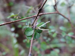Coprosma arborea