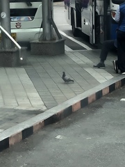 Columba livia domestica
