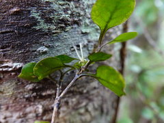 Coprosma arborea