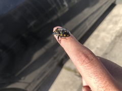 Pachycoris