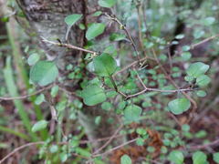 Coprosma arborea