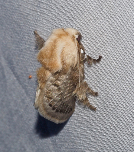 Doratifera pinguis (Walker, 1855)