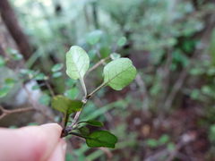 Coprosma arborea