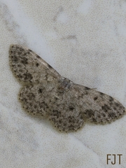 Scopula plantagenaria