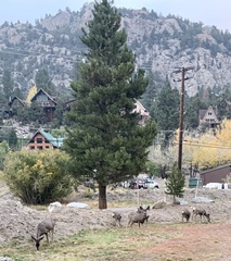 Odocoileus hemionus inyoensis