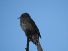 Hypsipetes amaurotis