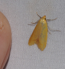 Aeolothapsa malacella