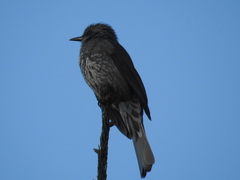 Hypsipetes amaurotis