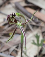 Caladenia barbarossa