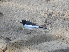 Motacilla grandis