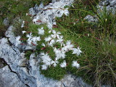 Dianthus spiculifolius