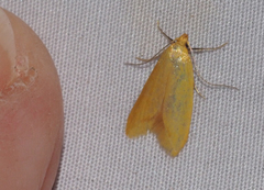Aeolothapsa malacella