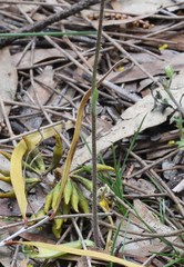 Caladenia barbarossa