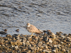 Charadrius placidus