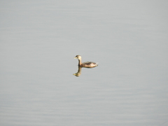 Tachybaptus ruficollis