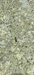 Formicidae