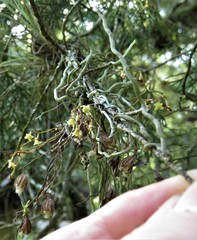 Dendrophylax porrectus