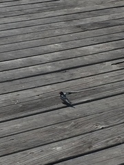 Hirundo neoxena carteri