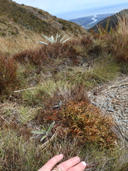 Aciphylla hookeri