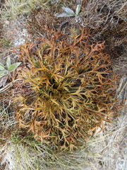 Aciphylla hookeri