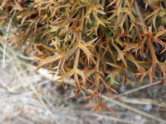 Aciphylla hookeri