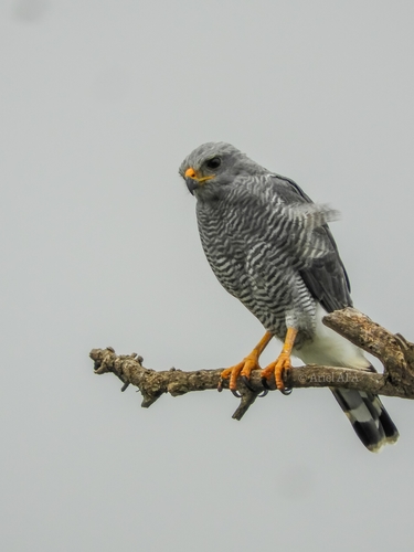 Gray Hawk