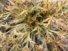 Aciphylla hookeri