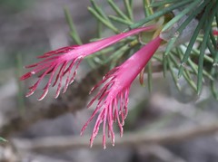 Melaleuca rupestris