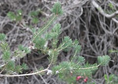 Melaleuca rupestris