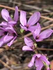 Tetratheca labillardierei