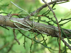Dendrophylax porrectus