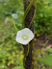 Calystegia marginata