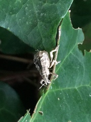 Dermatoxenus caesicollis