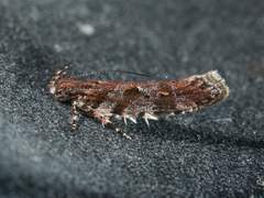 Aristotelia rubidella