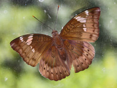 Euthalia aconthea garuda