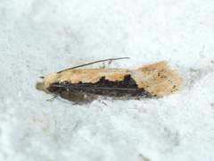 Tinea mandarinella