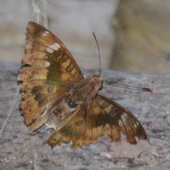 Euthalia aconthea garuda