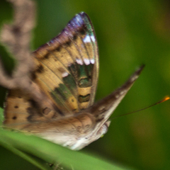 Euthalia aconthea garuda