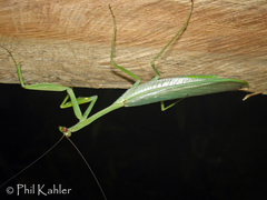 Macromantis hyalina