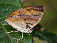 Euthalia aconthea garuda