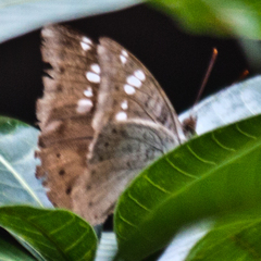 Euthalia aconthea garuda