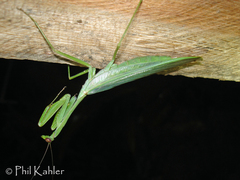 Macromantis hyalina